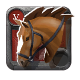Expert's Riding Horse