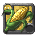 Bundle of Corn